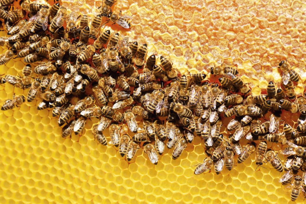 api in città Milano Green Week