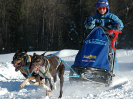 SLEDDOG Tarvisio