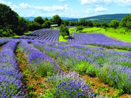 Carso Povir il produttore di lavanda Rencelj