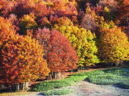 I faggi secolari delle antiche foreste del Parco Nazionale d'Abruzzo