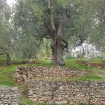 Cilento_ulivi_di-Pisciotta-foto_Enrico_Caracciolo