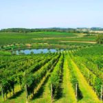 Lonato del Garda - Cantina Perla del Garda, Vigna