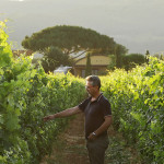 Azienda vinicola "Terre del Marchesato", Bolgheri