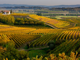 itinerari nel collio tra i colori e sapori dell’autunno