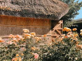 Ti racconto un museo: l’Ecomuseo delle Erbe Palustri