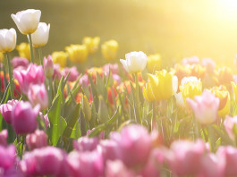 FIORITURE E RACCOLTE: I PIU’ BEI PARCHI "YOU-PICK"