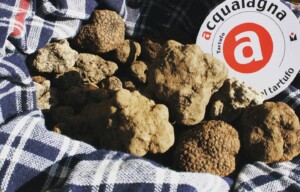 Tartufo Nero Pregiato di Acqualagna