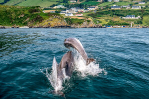 Dolphins, Glengad, County Donegal
