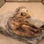 la marmotta del lyskamm 6600 anni mummificata phv giannella