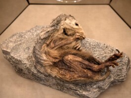 la marmotta del lyskamm 6600 anni mummificata phv giannella